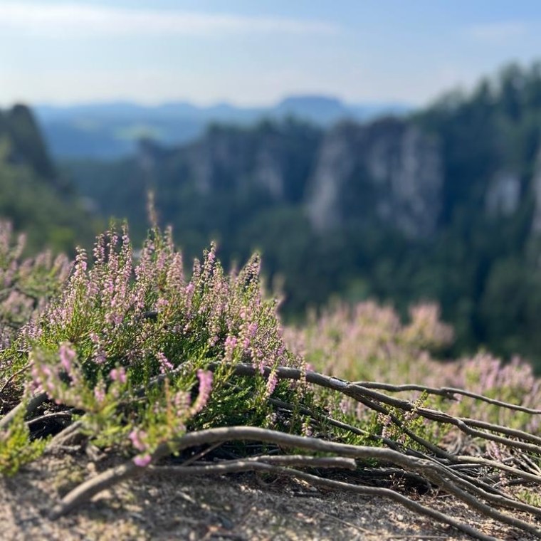Pink heather flowers in focus with blurred forest and mountains in the background.