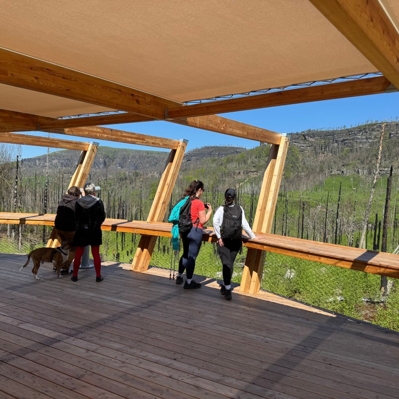 People and a dog on a wooden viewing deck overlooking a forest and hills.