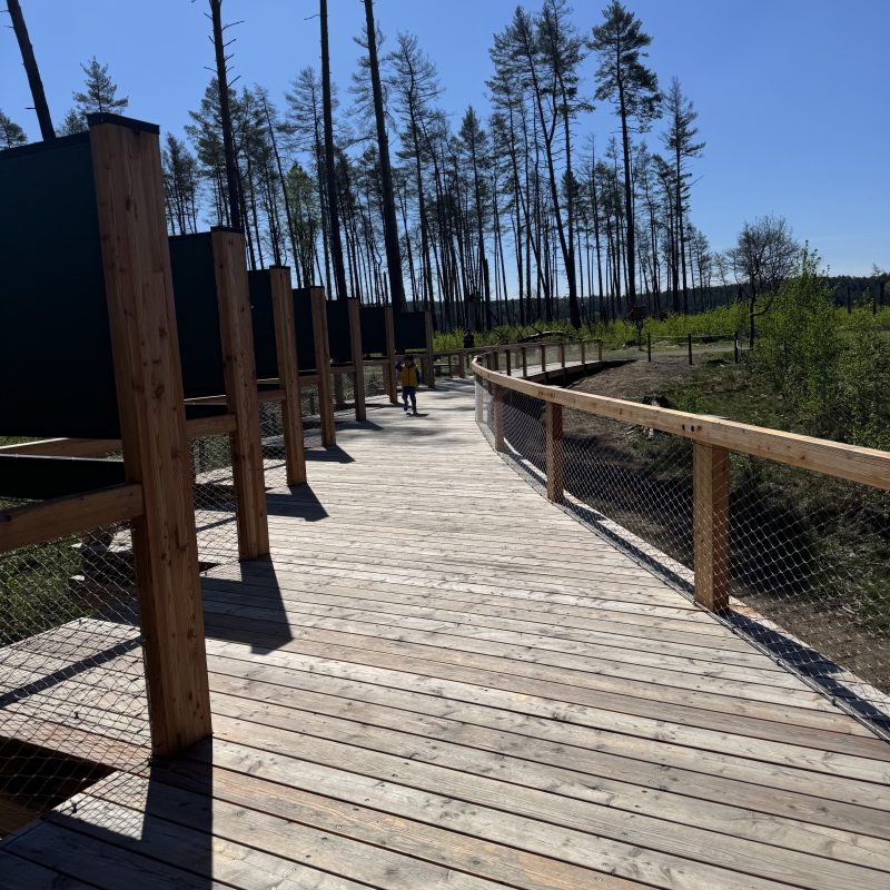 Wooden walkway with railing through a forest under clear blue sky.