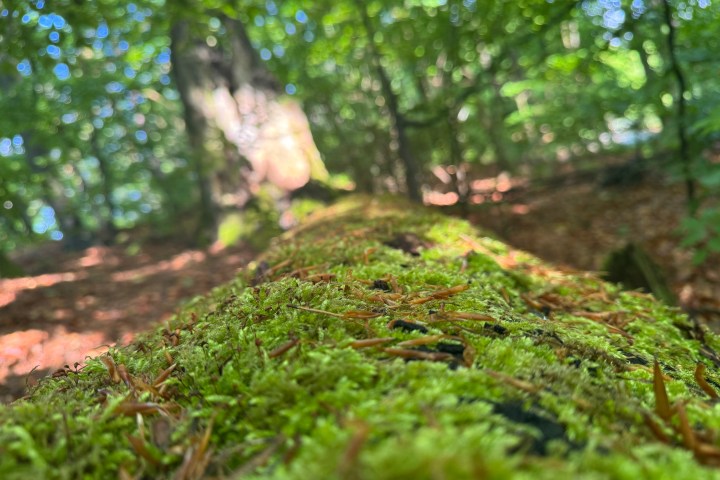Close-up of mossy tree trunk in blurred forest background with sunlight.